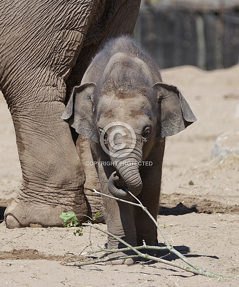 Baby Asian Elephant Facing Forward