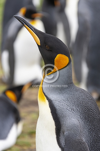 King Penguin (Aptenodytes patagonicus)