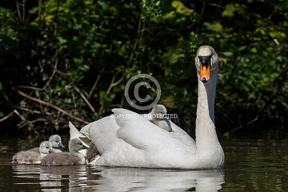 The mute swan (Cygnus olor) The mute swan (Cygnus olor)