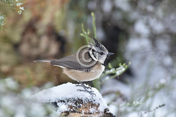 Crested Tit Crested Tit
