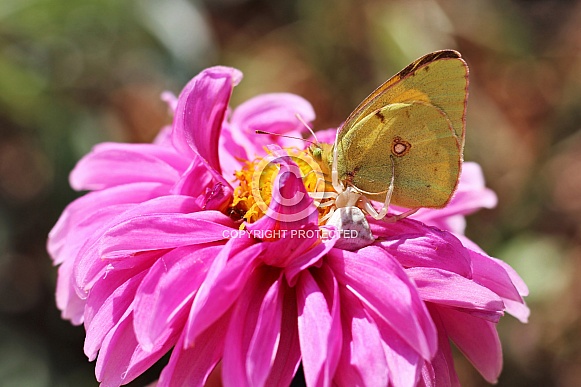 Crab Spider and Butterfly on Dahlia Flower