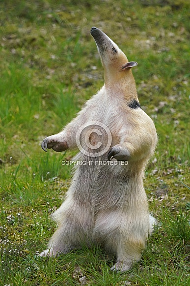 Southern tamandua