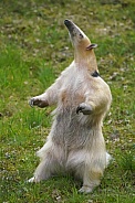 Southern tamandua