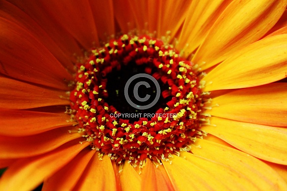 Orange flower