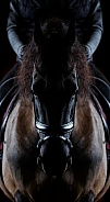 Friesian Horse--Friesian Symmetry