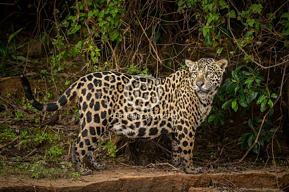 American jaguar in the nature habitat