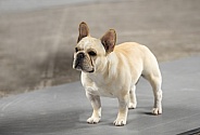 Cream colored French bulldog standing in a show ring