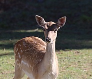 Fallow Deer