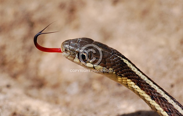Common Garter Snake