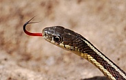 Common Garter Snake