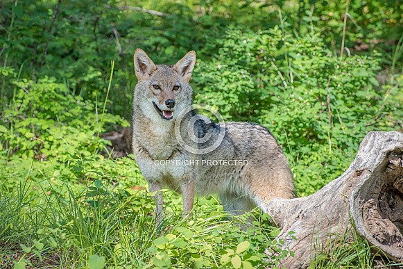 Coyote - Adult Female