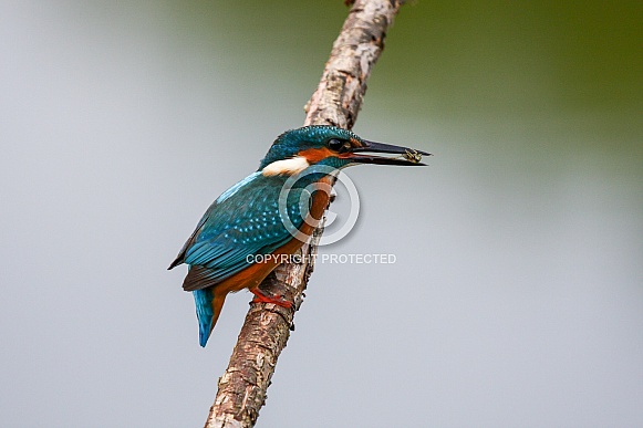 A Kingfisher