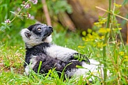 Black and white ruffed lemur looking up