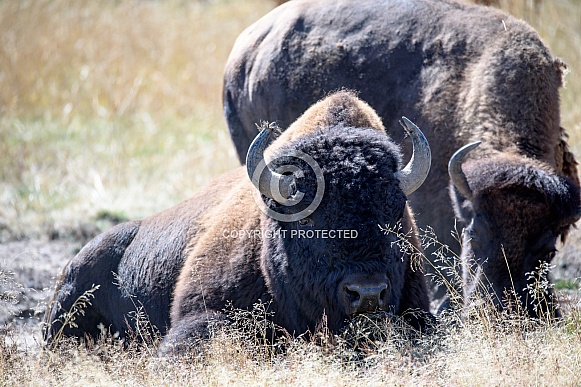 Bison