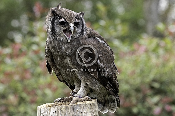 Milky Eagle Owl Full Body On Stump