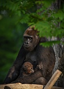 gorilla Family