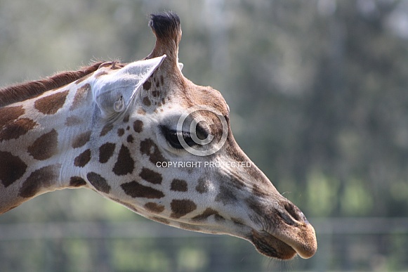 Giraffe Profile