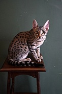 Savannah Cat