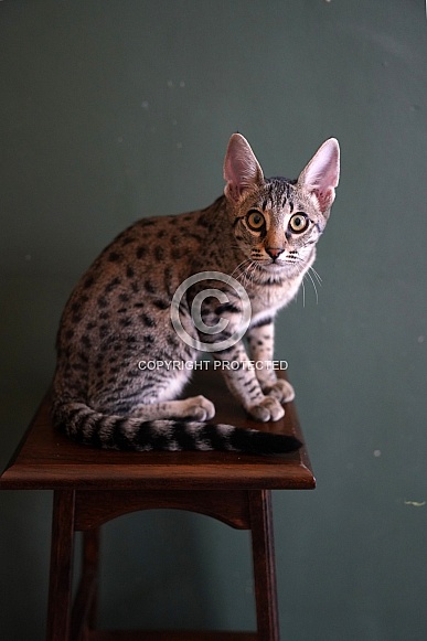 Savannah Cat Savannah Cat
