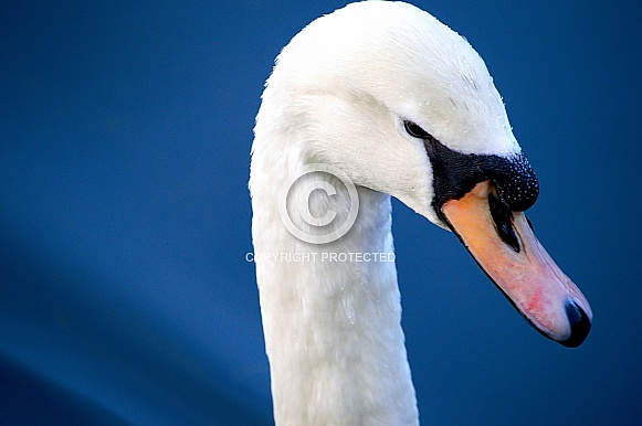 Swan Close-up