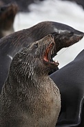 Cape Fur Seal (Arctocephalus pusillus)