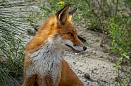Closeup from a Fox