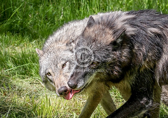 Tundra Grey Wolf Tundra Grey Wolf