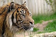 Sumatran Tiger