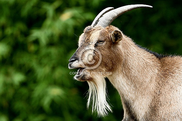 Pygmy Goat