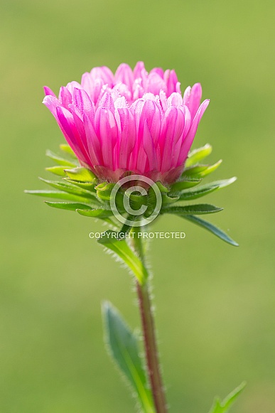 Aster daisy. Aster daisy.