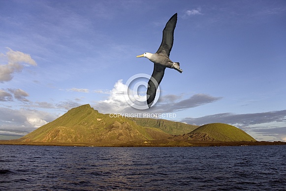 Black browed Albatross - Ecuador Volcano - Galapagos Islands Black browed Albatross - Ecuador Volcano - Galapagos Islands