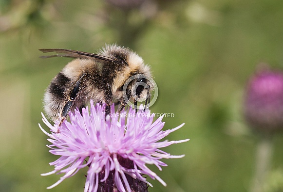 Buff tailed Bumble bee