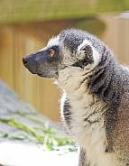 Lemur