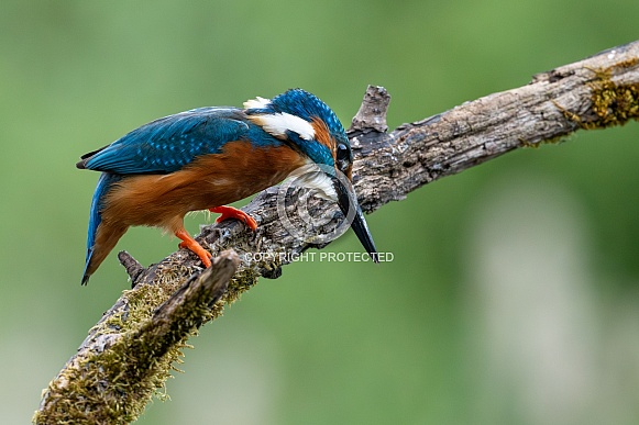 Common Kingfisher