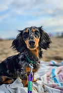 Dachshund
