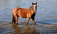 Wild horse standing in the river