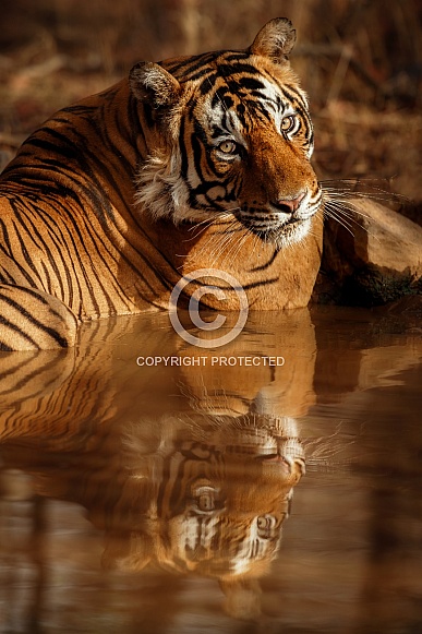 Beautiful tiger in the nature habitat. Tiger pose in amazing light. Wildlife scene with wild animal. Indian wildlife. Indian tiger. Panthera tigris tigris.