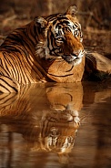 Beautiful tiger in the nature habitat. Tiger pose in amazing light. Wildlife scene with wild animal. Indian wildlife. Indian tiger. Panthera tigris tigris.