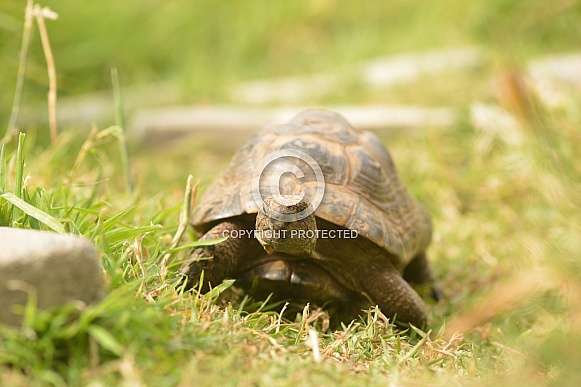 Spur-thighed Tortoise