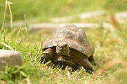 Spur-thighed Tortoise