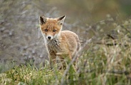 Red fox cubs in there natural habitat