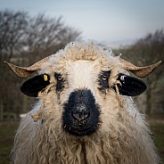 Black Nose Valais Sheep