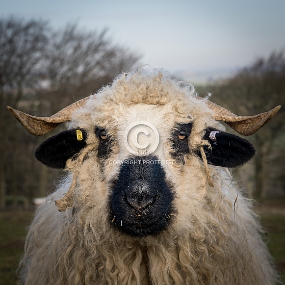 Black Nose Valais Sheep