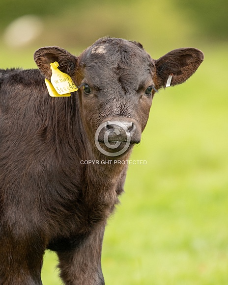 Dexter Calf