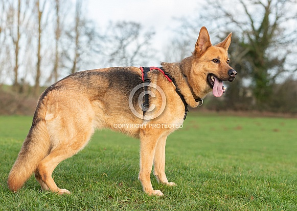 German Shepherd