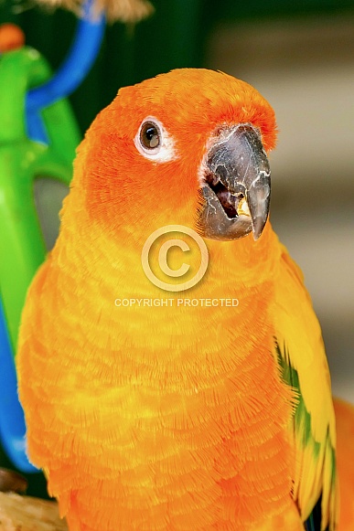 Sun conure Sun conure