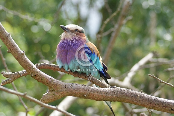 Lilac Breasted Roller