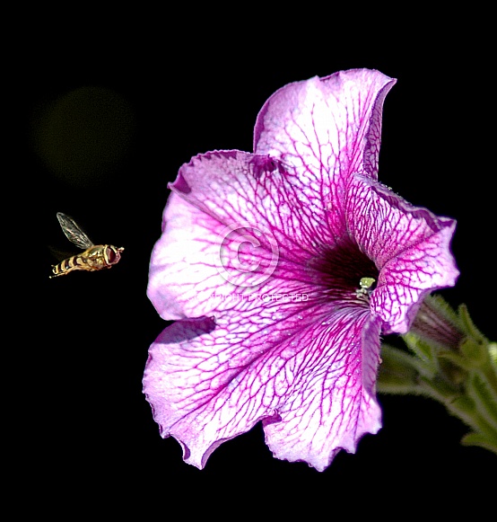 Pink flower with Hover fly