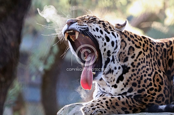 Jaguar (Panthera Onca) Jaguar (Panthera Onca)