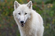 Arctic wolf